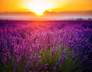 Naklejka premium Lavender flowers - Sunset over a summer purple lavender field . Bunch of scented flowers 