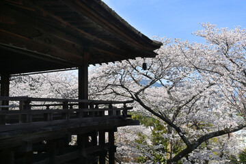桜咲く滋賀県大津市三井寺の観月舞台