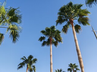 Fototapeta premium Washingtonia Palm Trees Top View, Palm Trees Full View With Their Leaves. Washingtonia Palm Arabic Washingtonia Or Mexican Fan Trees With Blue Sky Background. Washingtonia Robust Or Mexican Fan Palm.