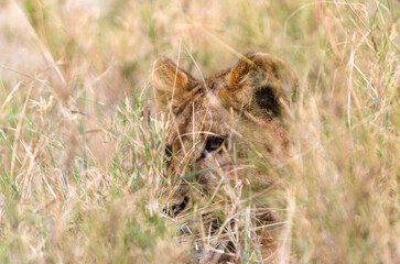 tête de lionne dans le parc du Sérengeti en Tanzanie