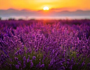  Lavender flowers - Sunset over a summer purple lavender field . Bunch of scented flowers 