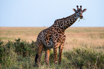 girafe dans le parc du Sérengeti en Tanzanie