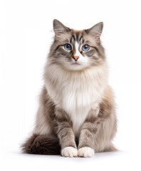 Ragdoll cat sitting isolated in a white background cutout