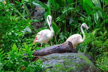 Pair of Flamingos, Image shows a pair of white flamingos standing by a log