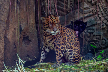 Black panther and Jaguar together in a enclosure, Image shows black panther licking and cleaning the Jaguar © J.Woolley