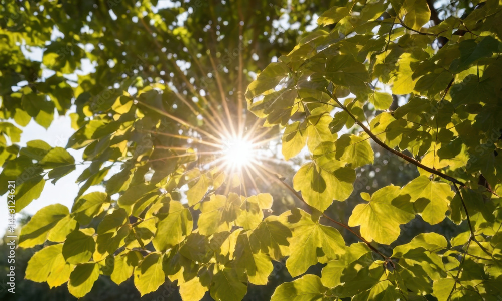 Poster a warm ray of sunlight filters through the leaves of a tree, highlighting the intricate patterns and