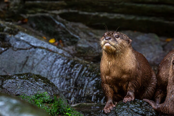 Single otter or Aonyx cinereus resting on a rock after climbing out of the water
