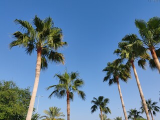 Fototapeta premium Washingtonia Palm Trees Top View, Palm Trees Full View With Their Leaves. Washingtonia Palm Arabic Washingtonia Or Mexican Fan Trees With Blue Sky Background. Washingtonia Robust Or Mexican Fan Palm.
