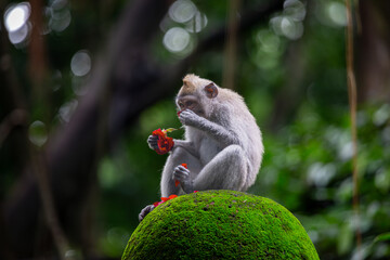 Monkey with a rose, a Balinese long tailed monkey or Macaca Fascicularis can be seen sitting on a moss covered rock eating a rose bud in the middle of monkey forest