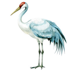 Obraz premium Detailed Illustration of Whooping Crane with Elegant Plumage and Distinctive Red Crown on Head