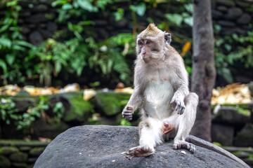 Fototapeta premium Balinese long tailed monkey or Macaca Fascicularis can be seen sitting on a rock looking into the forest