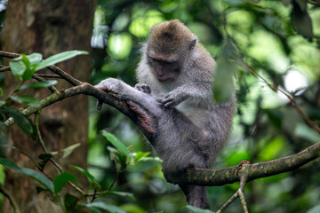 A young Balinese long tailed monkey or Macaca Fascicularis can be seen sitting on a tree branch in the trees