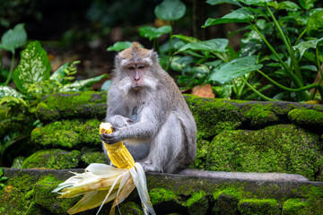 Balinese long tailed monkey or Macaca Fascicularis can be seen sitting and holding and eating a corn on the cob