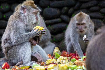 Monkeys eating fruit, image shows Balinese long-tailed monkey or Macaca Fascicularis a mother and baby sitting together amongst a group of macaques eating in monkey forest