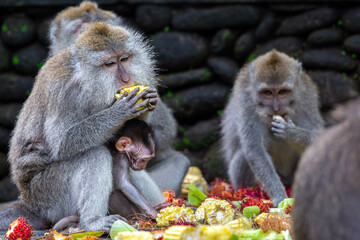 Monkeys eating fruit, image shows Balinese long-tailed monkey or Macaca Fascicularis a mother and baby sitting together amongst a group of macaques eating in monkey forest