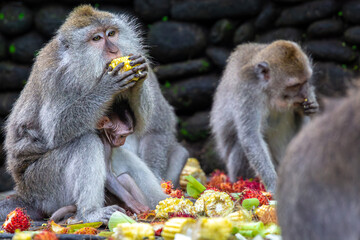 Monkeys eating fruit, image shows Balinese long-tailed monkey or Macaca Fascicularis a mother and baby sitting together amongst a group of macaques eating in monkey forest