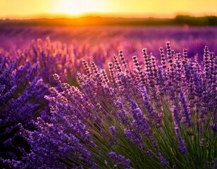 Obraz premium Lavender flowers - Sunset over a summer purple lavender field . Bunch of scented flowers 