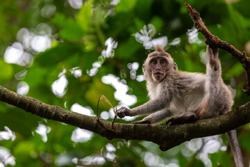 A young Balinese long tailed monkey or Macaca Fascicularis can be seen sitting on a tree branch in the trees