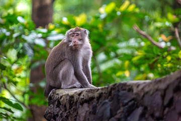Obraz premium Balinese long tailed monkey or Macaca Fascicularis can be seen sitting on top of a wall looking away from the camera