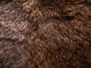 Red Brown Animal Wildlife fur hair textured Concept Background.