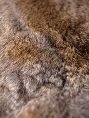 Red Brown Animal Wildlife fur hair textured Concept Background.