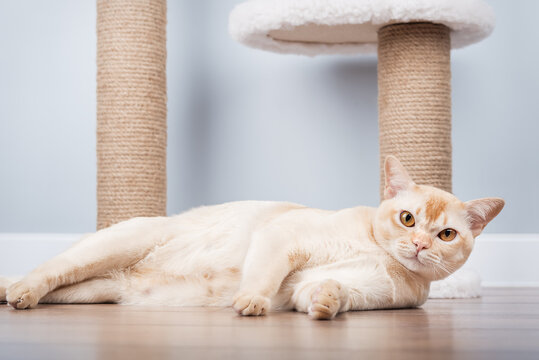 A Burmese cat lies on the floor near a scratching post.