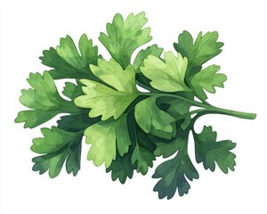 Fresh Green Parsley Sprig Watercolor Illustration