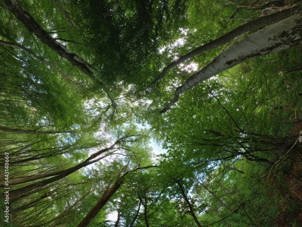 Poster lush green canopy of tall trees reaching towards the sky in a dense forest with sunlit leaves creati