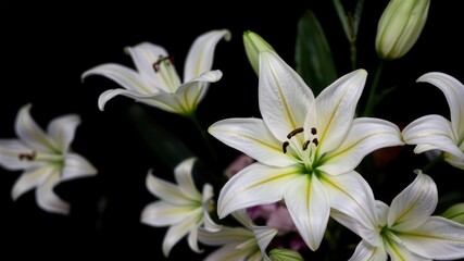 Close-up view of elegant white lilies against a dark background, showcasing their delicate petals and vibrant stamens