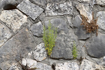 Green plants and flowers grow on stones and rocks.
