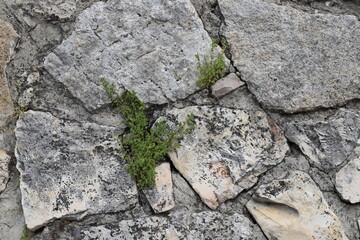 Green plants and flowers grow on stones and rocks.