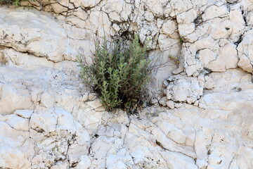 Green plants and flowers grow on stones and rocks.