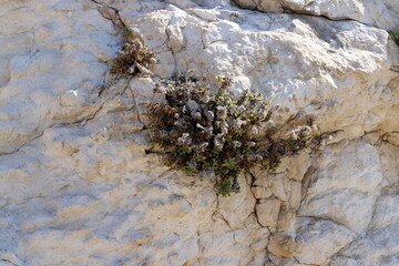 Green plants and flowers grow on stones and rocks.