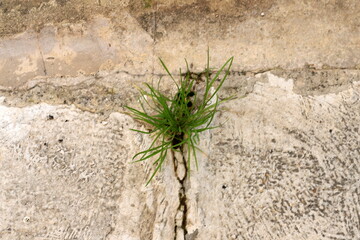 Green plants and flowers grow on stones and rocks.