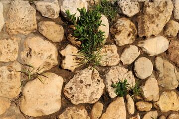 Green plants and flowers grow on stones and rocks.
