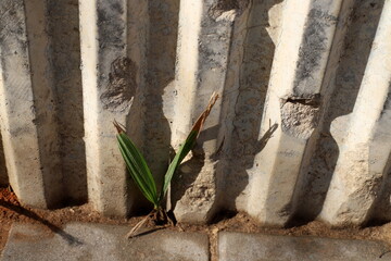 Green plants and flowers grow on stones and rocks.