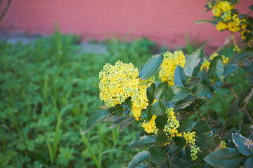 Mahonia pospolita, mahonia ostrolistna, ościał pospolity ,Mahonia aquifolium (Pursh) Nutt.