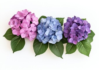 Fototapeta premium Three hydrangea blossoms in shades of pink, purple, and blue, arranged in a horizontal row on a white background