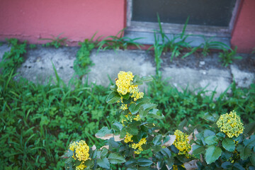 Mahonia pospolita, mahonia ostrolistna, ościał pospolity ,Mahonia aquifolium (Pursh) Nutt.