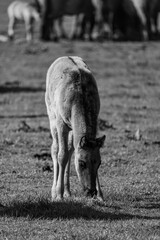 Wikdpferde mit Fohlen