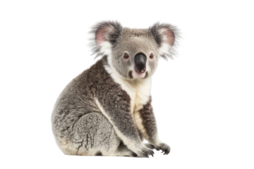 Young koala, Phascolarctos cinereus, 14 months old, sitting in front of white background PNG