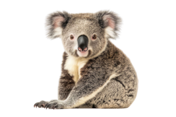 Young koala, Phascolarctos cinereus, 14 months old, sitting in front of white background PNG