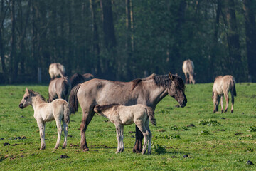 Wildpferde