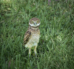 Burrowing Owl chick, Cape Coral, Florida