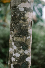 Mottled Tree Trunk Texture with Lichen in a Lush Green Forest