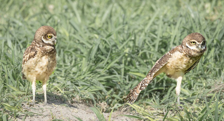 Two Burrowing Owl chicks, Cape Coral, Florida.