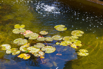 Lush green lily pads floating on water at Huntington Library and Botanical Gardens in San Marino...