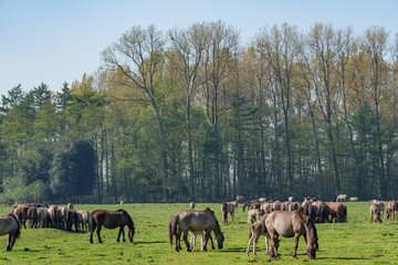 Wildpferde