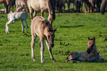 Frühling bei den Wildpferden