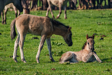 Frühling bei den Wildpferden